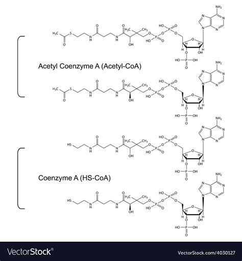 Coenzyme A and Acetyl Coenzyme A Royalty Free Vector Image