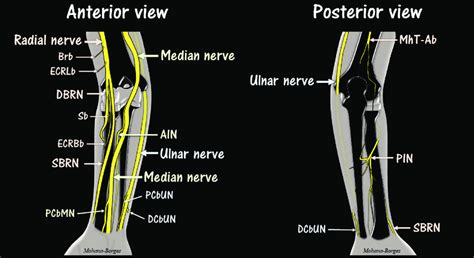 Diagrams of the major nerves in the distal arm, elbow, and forearm ...