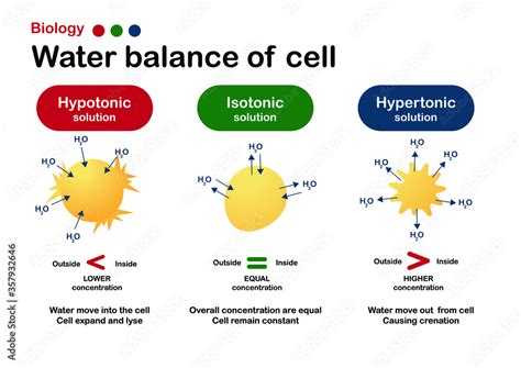 Biology diagram show effect of isotonic, hypertonic and hypotonic ...