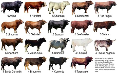 Cow Breeds | Cattle farming, Cattle ranching, Breeds of cows