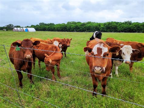 The Dirty Truth About "Grass-Fed" - Pastured Steps Family Farm