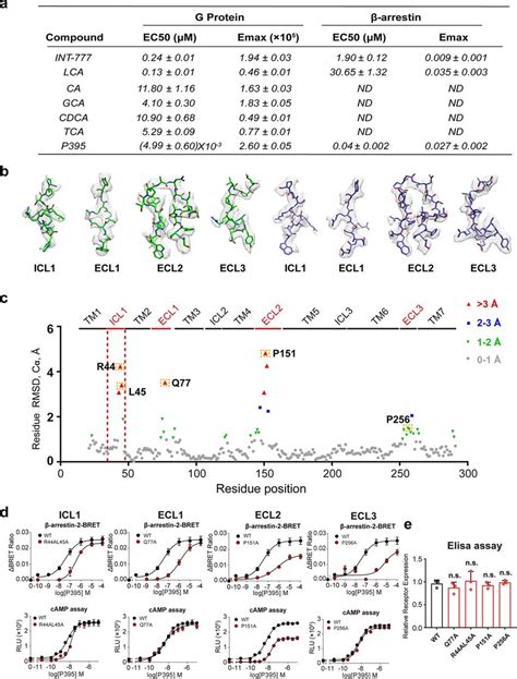 Effect of the alanine scanning mutagenesis of the potential residues ...