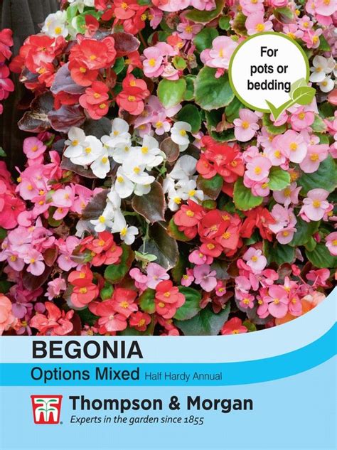 Begonia semperflorens Options Mixed Woburn Sands Emporium is your local ...