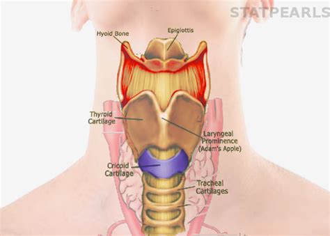 [Figure, Cricoid Cartilage Image courtesy S Bhimji MD] - StatPearls ...