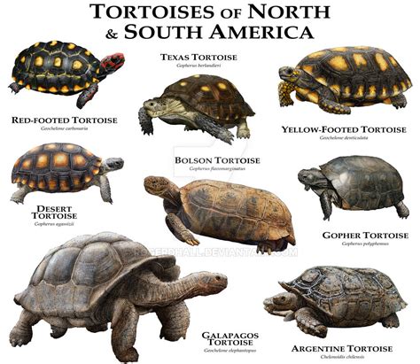 Tortoises of the Americas by rogerdhall on DeviantArt