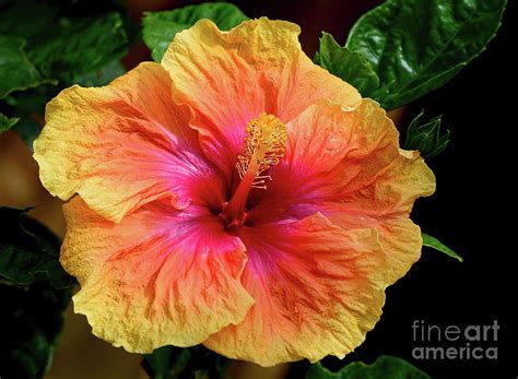 Exotic Hibiscus Flower by Kaye Menner Photograph by Kaye Menner - Pixels