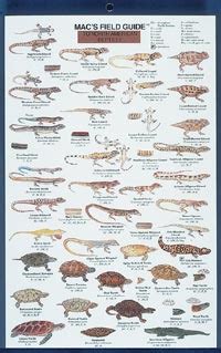 Mac's Field Guides: North American Reptiles — Books