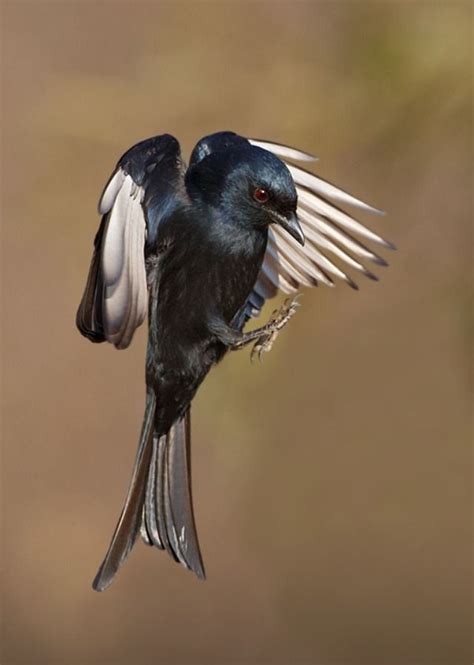 African Savanna Birds Flying - Pets Lovers