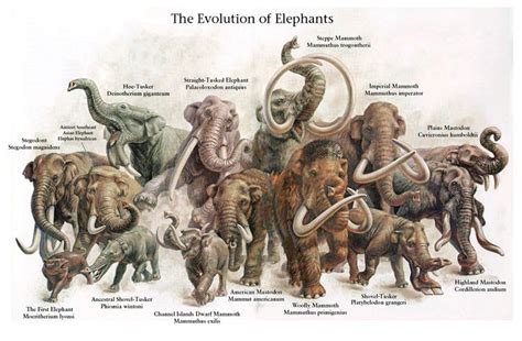 Mammoths, Mastodons & Elephants | Prehistoric wildlife, Prehistoric ...