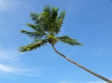 Coconut Tree Free Stock Photo - Public Domain Pictures