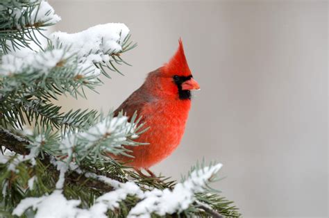 Why the Northern Cardinal Is a Favorite Winter Bird