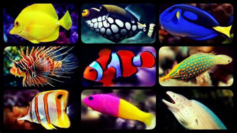 TYPES OF SALTWATER AQUARIUM FISH | CORAL REEF TANK FISH | SHARKS ...