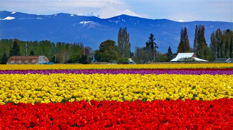 Skagit Valley Tulip Festival