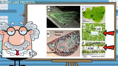 Plant-Like Protists | Characteristics & Examples - Lesson | Study.com