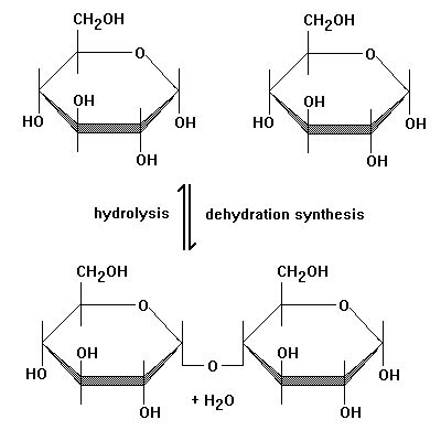 This diagram perfectly shows how Dehydration Reactions and Hydrolysis ...