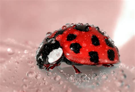 Free Images : nature, dew, water drop, red, insect, ladybug, bug, fauna ...