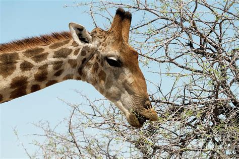 Giraffe Feeding Photograph by Dr P. Marazzi/science Photo Library - Pixels