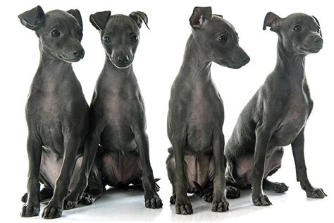 Italian Greyhound Puppies For Sale