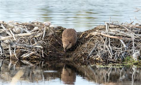 Beavers Dam