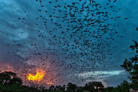 Inside the World’s Largest Bat Colony | Texas Heritage for Living