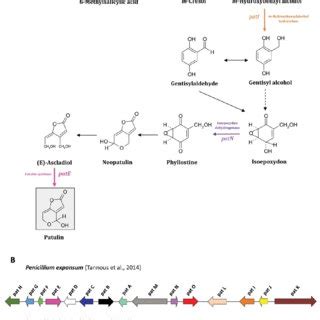 (PDF) Secondary Metabolism in Penicillium expansum: Emphasis on Recent ...