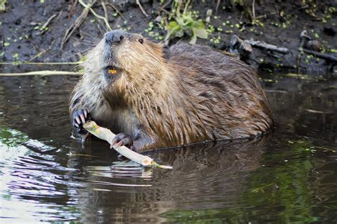 Beaver Blocks Traffic in Colorado