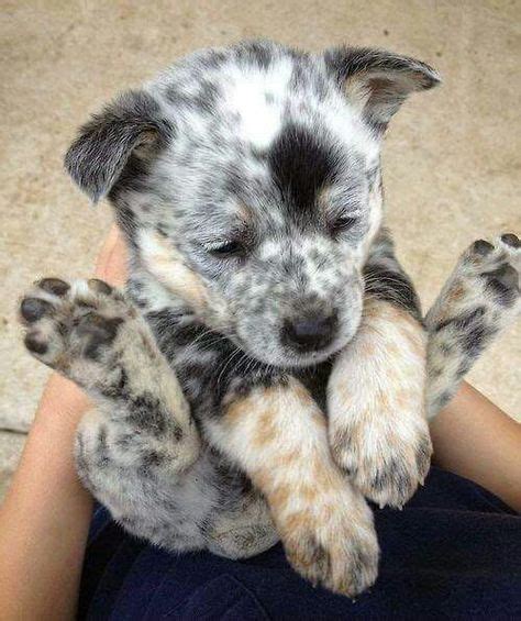 Blue and red heeler pup | Heeler puppies, Cute baby animals