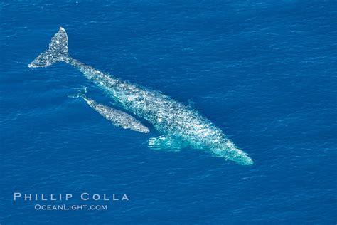 Aerial photo of gray whale calf and mother, Eschrichtius robustus, San ...