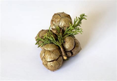 Green Cypress Pine Cones with Small Branch on Neutral White Background ...