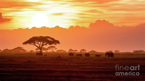 A herd of African elephants walking in Amboseli at sunset Photograph by ...