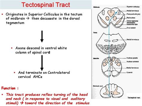 Physiology of Motor Tracts By Dr Salah Elmalik