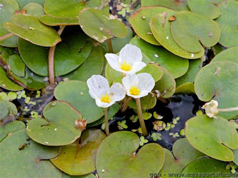 Hydrophyte : définition et explications