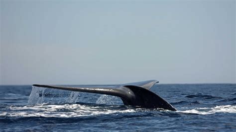 First pygmy whale migration study sheds light on risks faced on annual ...