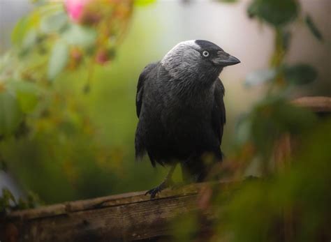 300+ Meaningful Crow Names You Can Consider - Bird Guidance