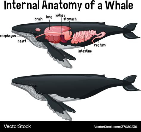 Internal anatomy a whale with label Royalty Free Vector