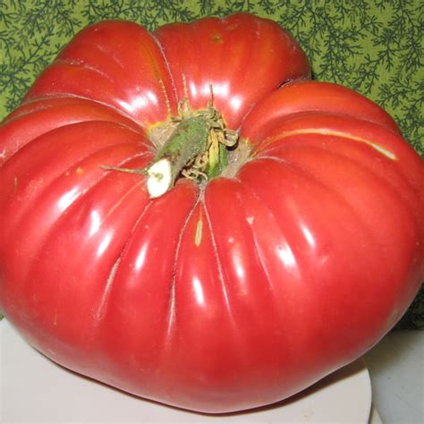 Giant Monster Tomato Seeds — Jack Seeds