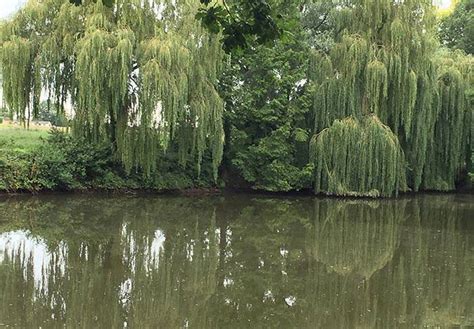 All About Willow Tree Varieties. Willow Trees for Sale UK