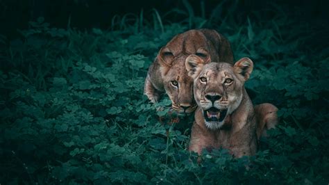 Download Lioness Animal Lion 4k Ultra HD Wallpaper