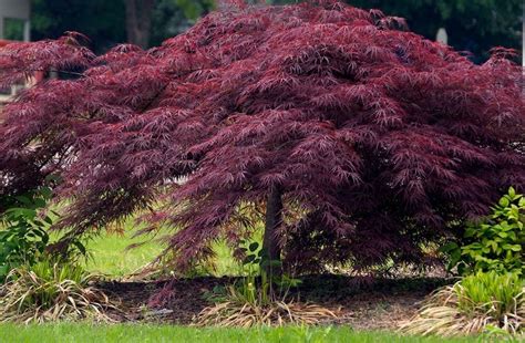 Acer 'Crimson Queen' Weeping Maple 13" Pot - Hello Hello Plants