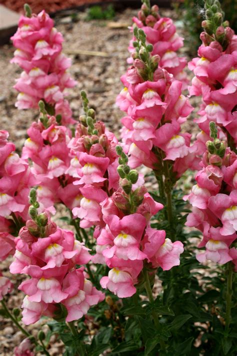 Pink Snapdragon Flowers (Presumption) | Snapdragon flowers, Flower farm ...