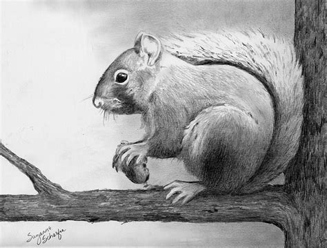 Pencil Drawings | Pencil drawings of animals, Pencil sketches of ...