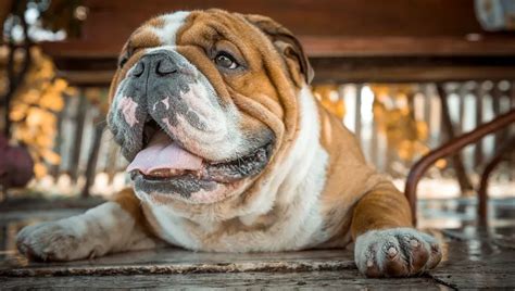 30 Best Dog Names For Extra Awesome English Bulldogs - DogTime