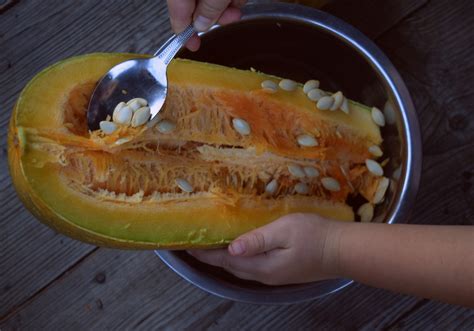 How To Save Zucchini Seeds - 500 Seeds Per Zucchini!