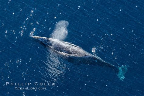 Gray whale aerial photo, Eschrichtius robustus, Encinitas, California