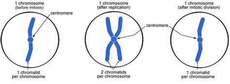 replicated chromosomes Heredity, Mitosis, Chromosome, Replicated, Life ...