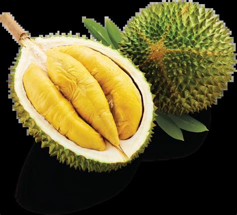 Musang King Durian Malaysia Exporter Durian Newleaf Malaysia