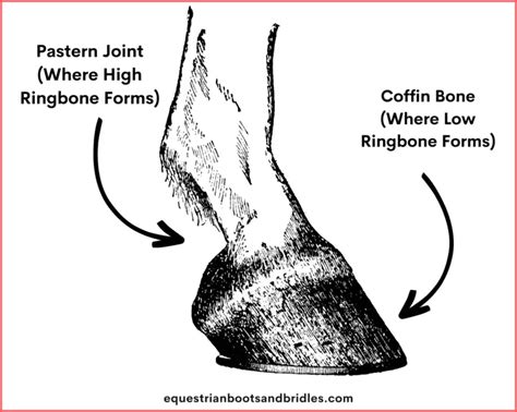 Your Guide to Ringbone in Horses: Signs, Treatment, & More – Equestrian ...