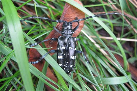 Asian Longhorned Beetle– Identification, Life Cycle, Facts & Pictures