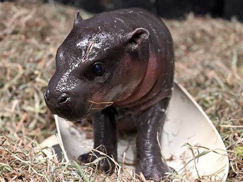 Metro Richmond Zoo welcomes baby pygmy hippopotamus in time for ...