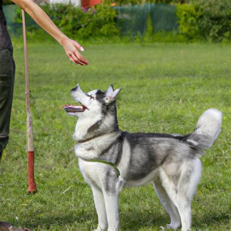 Siberian Husky Training: Tips and Tricks for a Well-Behaved Pup